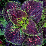 free shipping Flower seeds Bonsai seeds mix  coleus seeds Bag Home Garden B