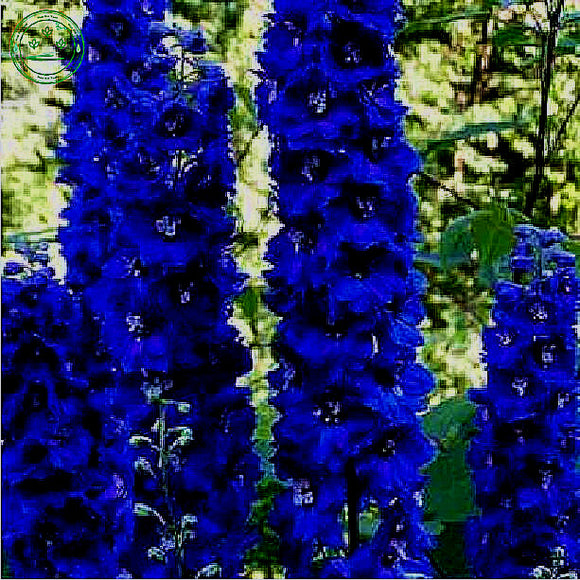 Seed flower Blue Delphinium purple Delphinium seeds Delphinium Flower Seeds