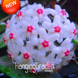 Sale!Hoya Seeds,Potted Hoya Carnosa Flower Seed Garden Plants Perennial Pla