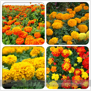 Mixed Chrysanthemum Seeds Perennial Flowering Rose Pink Orange Yellow Red M