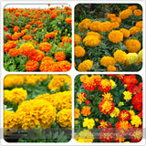 Mixed Chrysanthemum Seeds Perennial Flowering Rose Pink Orange Yellow Red M