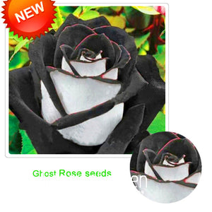 Loss Promotion!Rare White Black Edge Rose Seeds Plants Potted Rose Flower S