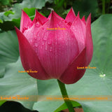 Flower Seeds, Pond Plants Lotus Seeds, 1 Seeds/pack, Rose Red Nelumbo Nucif