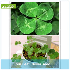 ZLKING 200pcs Lucky Four Leaf Clover Grass Bonsai Seeds Decoration Grow You