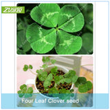 ZLKING 200pcs Lucky Four Leaf Clover Grass Bonsai Seeds Decoration Grow You