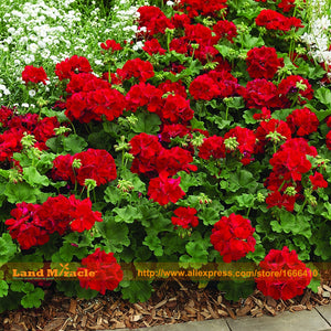 LAND MIRACLE Giant Red Rose Geranium Seeds, 5 Seeds/Pack, Perennial Garden