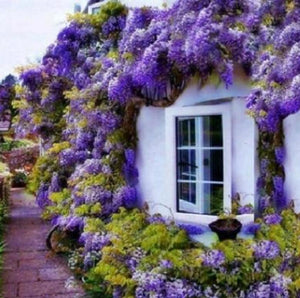 Wisteria seeds Outdoor plant seeds Bonsai Seeds wisteria purple flowers for