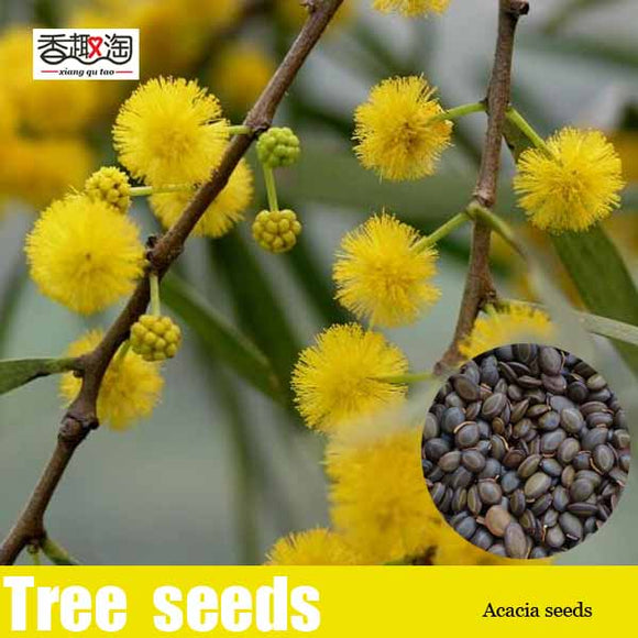 Free shipping beautiful Golden acacia tree Yellow Albizzia flower Seeds   2