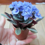 Beautiful plant Bonsai flower seed,African mini sky blue violet seeds   10