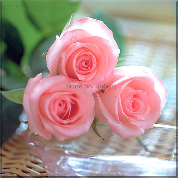 Heirloom Water Pink European Rose Flowers, Professional Pack, 20 Seeds, lig