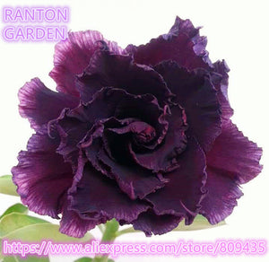 New arrive RANTON GARDEN 5 PCS "Purple Warrior" Adenium Obesum seeds qualit