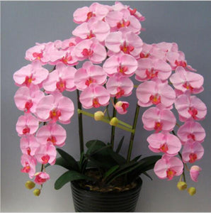 Flower seed Pink Phalaenopsis Seeds Potted Flowers Family garden Bonsai Fou