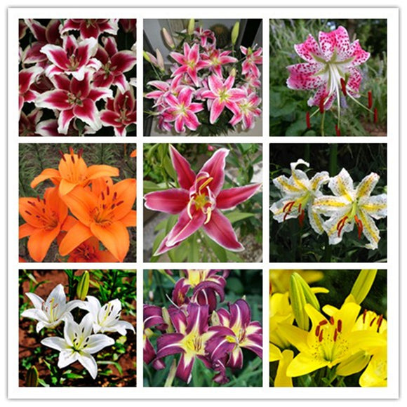 ZLKING 1PCS True Lily Bulbs (not lily seeds) With a Bud fFlower Lilium Bulb