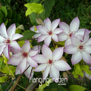 Big Sale!Hot Selling Mix Clematis Seeds Bonsai Flower Seeds DIY Home Garden