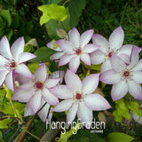 Big Sale!Hot Selling Mix Clematis Seeds Bonsai Flower Seeds DIY Home Garden