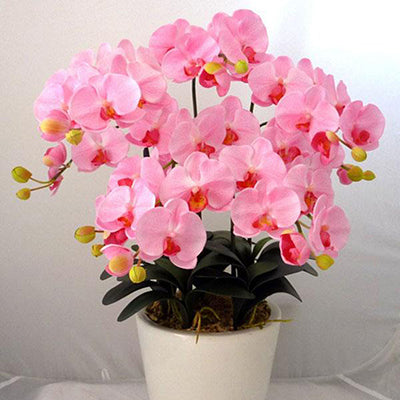 Pink Phalaenopsis Orchid Seeds Flower Seeds Indoor Bonsai Orchids 100 parti