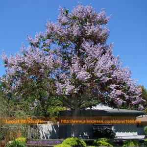 Worlds Fastest Growing 100 seeds/Pack, Paulownia Princess Tree Blue Flowers