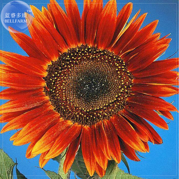 Evening Sun Sunflower, Professional Pack, 20 seeds, Tall Multiple Head Cut