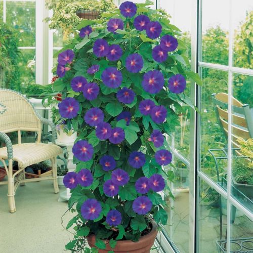 Flower seed Beautiful morning glory seeds a variety of mixed color Farm gar