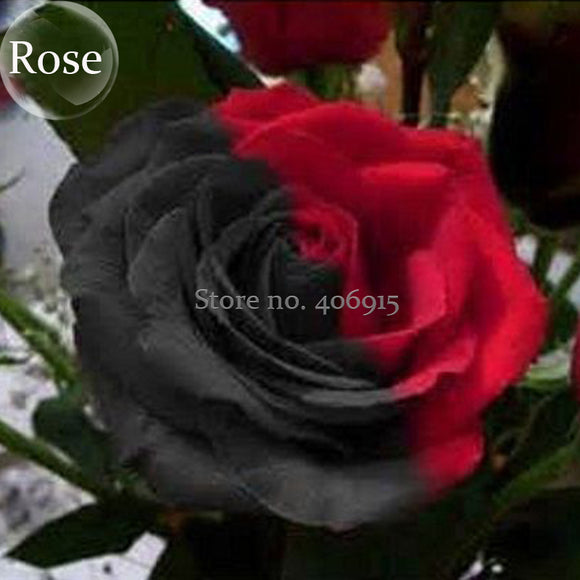 Rare Beautiful Black Red Rose Shrub Flowers, 50 Seeds, strange and beautifu