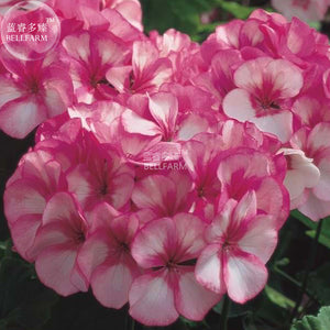 BELLFARM Geranium Vibrant Pink & White Bicolor Blooms Flower Seeds, 10 seed