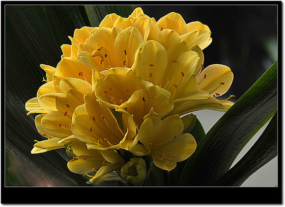 Bonsai yellow clivia seeds. 10PC balcony plant flower seeds-in Bonsai from