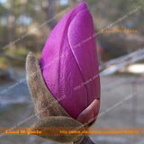 Mini Mouse Purple Yulan Magnolia Flower Seeds, 15 Seeds/Pack, Bonsai Magnol