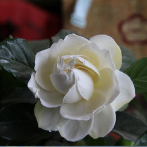 Flower seeds Free shipping 20 pieces white jasmine Seeds, fragrant plant ar