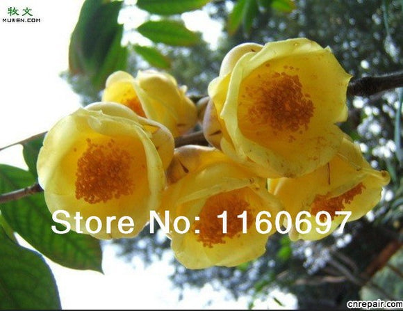 Free Shipping new 2014   flower seeds  35pcs yellow camelia seed for home g