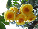 Free Shipping new 2014   flower seeds  35pcs yellow camelia seed for home g