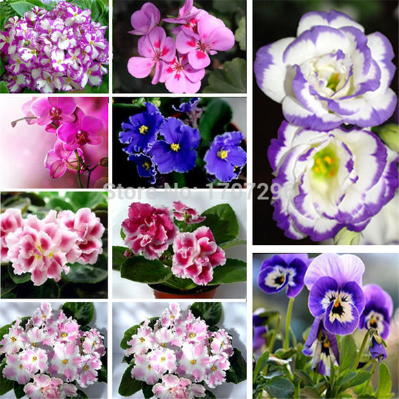 Violet Queen flower seeds   30 pcs / lot-in Bonsai from Home & Garden on Al