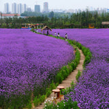 Willow Verbena seeds, wedding photography, landscaping, planting seasons co