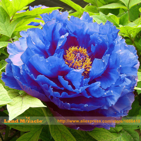 Dark Blue Tree Peony Flower Seeds, 5 Seeds / Pack, New Subshrubby Peony Var