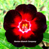 "BLACK SWAN" Adenium Desert rose SEEDS ADENIUM OBESUM DESERT ROSE 5 Seeds /