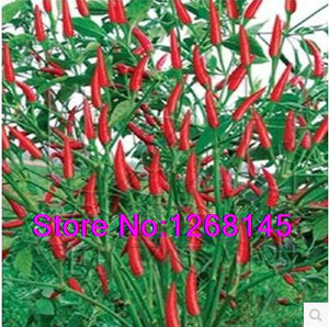 Heirloom 50pcs/lot Thai Sun Hot Pepper Capsicum Annuum Ornamental Chili See