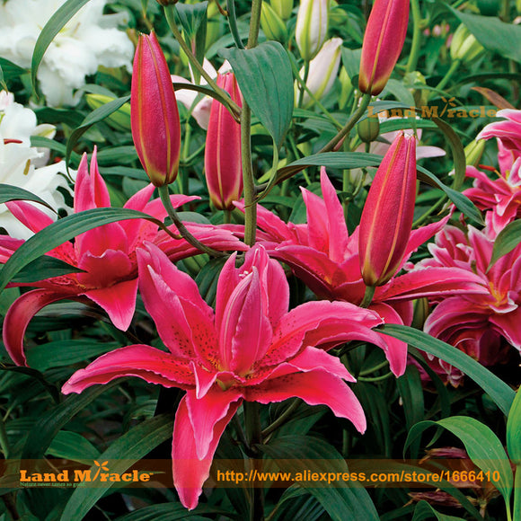 'Roselily Elena' Oriental Lily Flower Seed, 50 Seed/Pack, Cut Flower Lilium