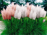 Heirloom Seeds Rare variety of colors Pampas Grass Seeds Ornamental Plant F