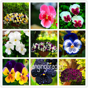 Big Sale! 100 PCS Pansy seeds Hanging Mixed Colors potted bonsai flower see