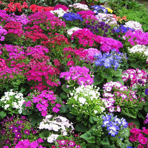 mix Daisy , Cineraria easiest growing flower, hardy plants flower seeds exo