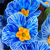 Flower seeds Bonsai (20 pieces/bag) Primrose seed,Primula malacoides,planti