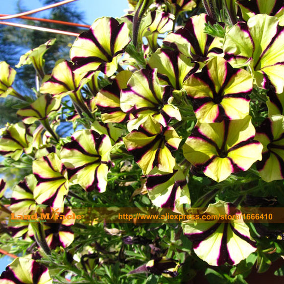 New Arrival! Yellow With Black Petunia Hybrida Seeds, 50 Seeds/Pack, Garden