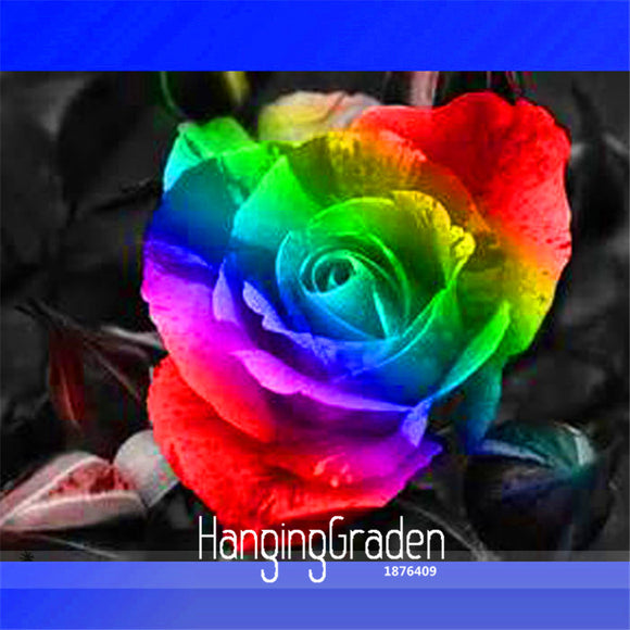 Best Selling!the Rarest Rainbow Colorful Rose Seedling Flower Seeds,50 Seed