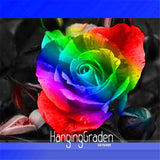 Best Selling!the Rarest Rainbow Colorful Rose Seedling Flower Seeds,50 Seed