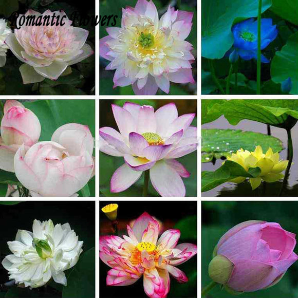 Hydroponic Flowers Small Water Lily Seeds Mini Lotus Seeds Bonsai Seeds Set