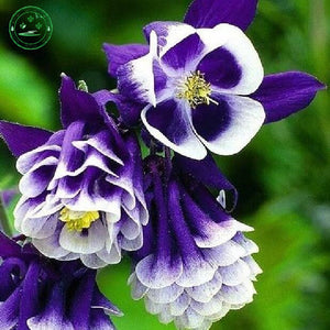 Flower seed Potted plant seeds Family garden bonsai Wild CANADIAN COLUMBINE