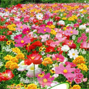 1 Bag 200 Seeds Wild Flowers Easy Grow Practical Cheap Mix Wild Flowers See