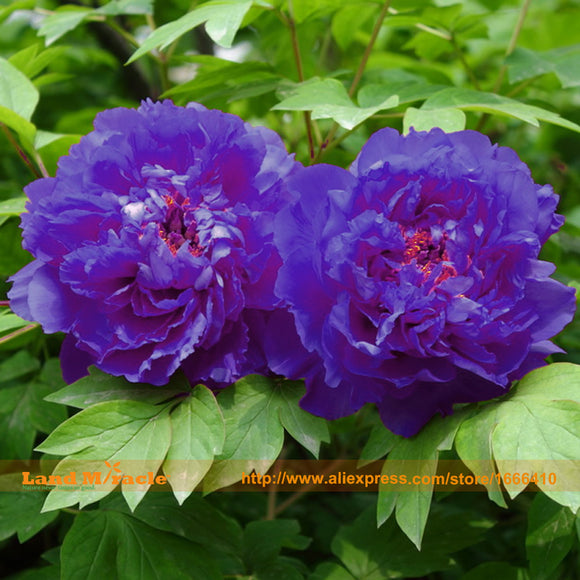 Rare Heirloom Big Blooming Purple and Blue Peony Flower Seeds, 5 Seeds/Pack