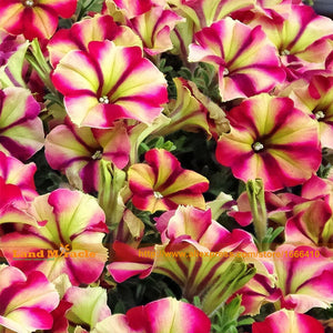 Lily Size 'Pink Lady' Petunia Seeds, 100 Seeds/Pack, Bonsai Flower Seeds Fo