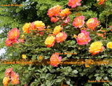 Beautiful Pink,Yellow Rose Bush Flower Seeds, 100 Seeds / Pack, Light Fragr