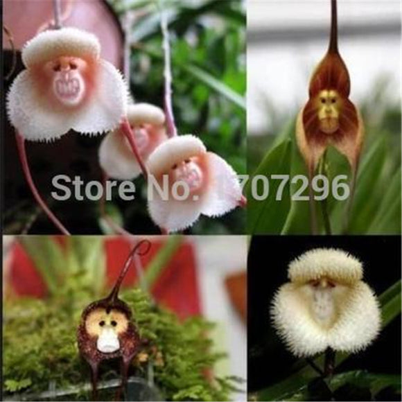 Potted Peru Monkey Face Orchid Seed,Senior Phalaenopsis Bonsai Plants Flowe